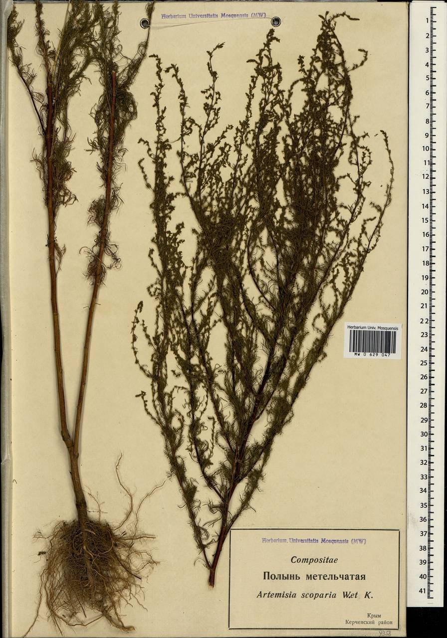 Полынь метельчатая
