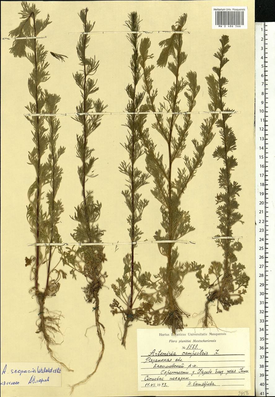 Полынь мелколистная