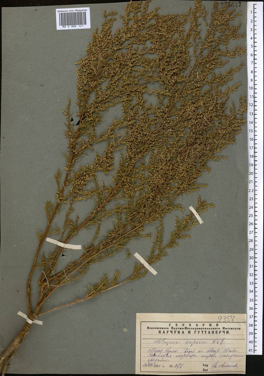 Полынь веничная