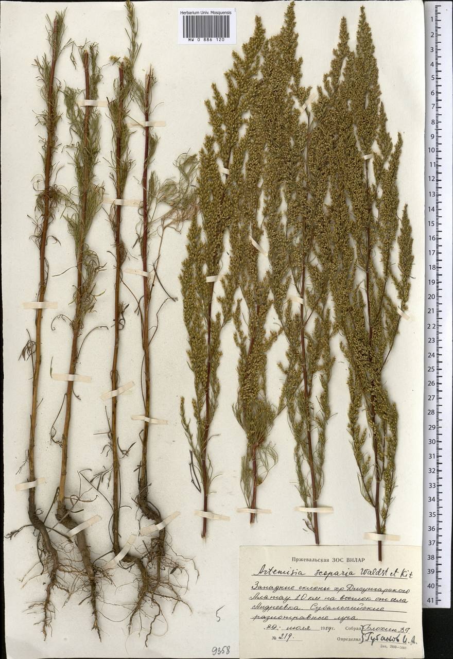 Полынь сизая