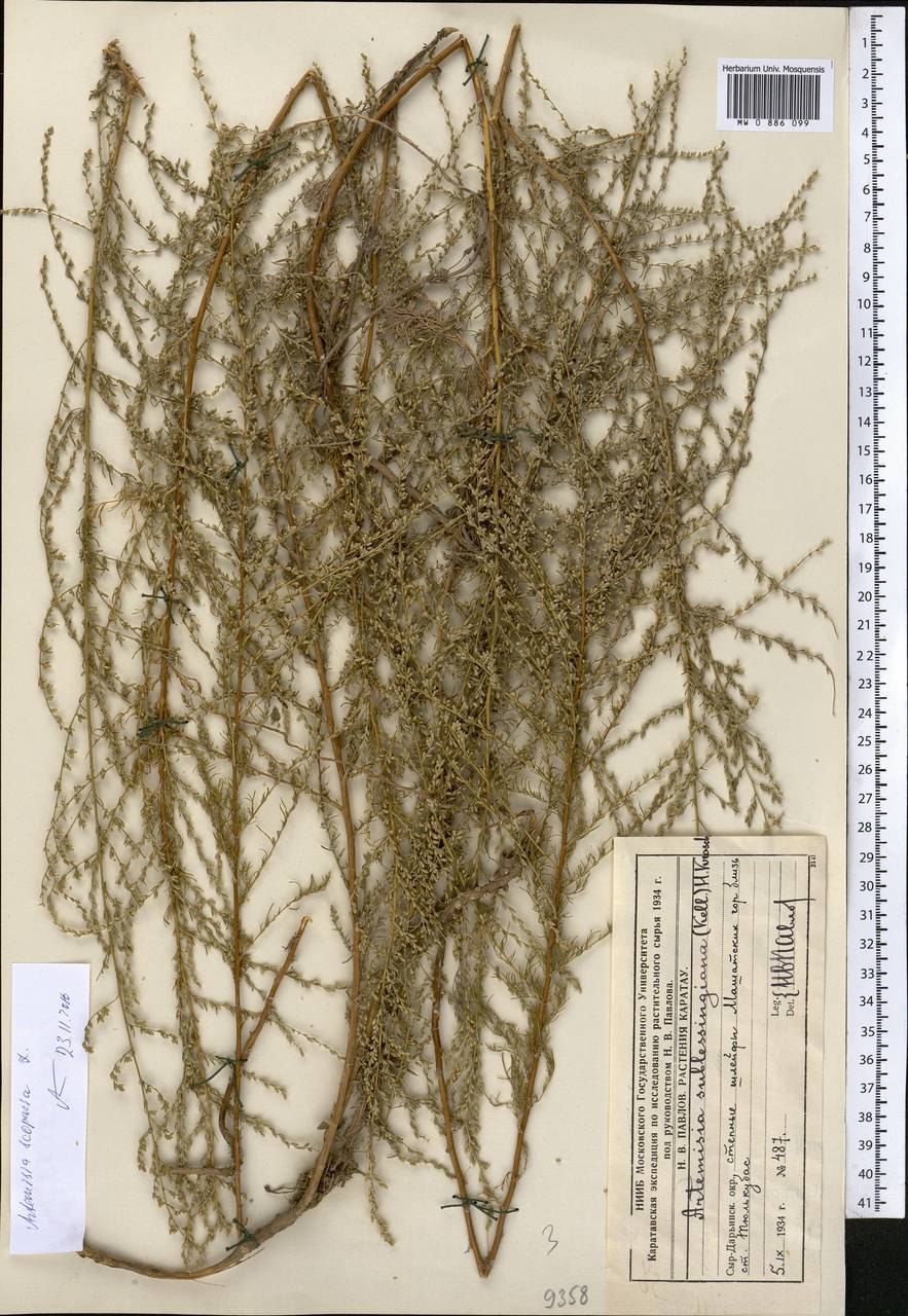 Полынь метельчатая фото