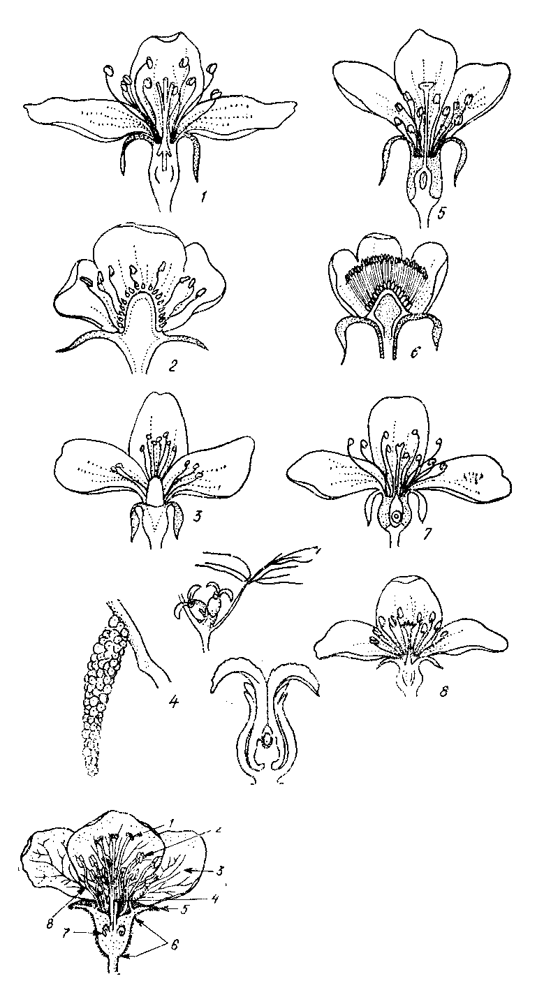 Обоеполые плауны