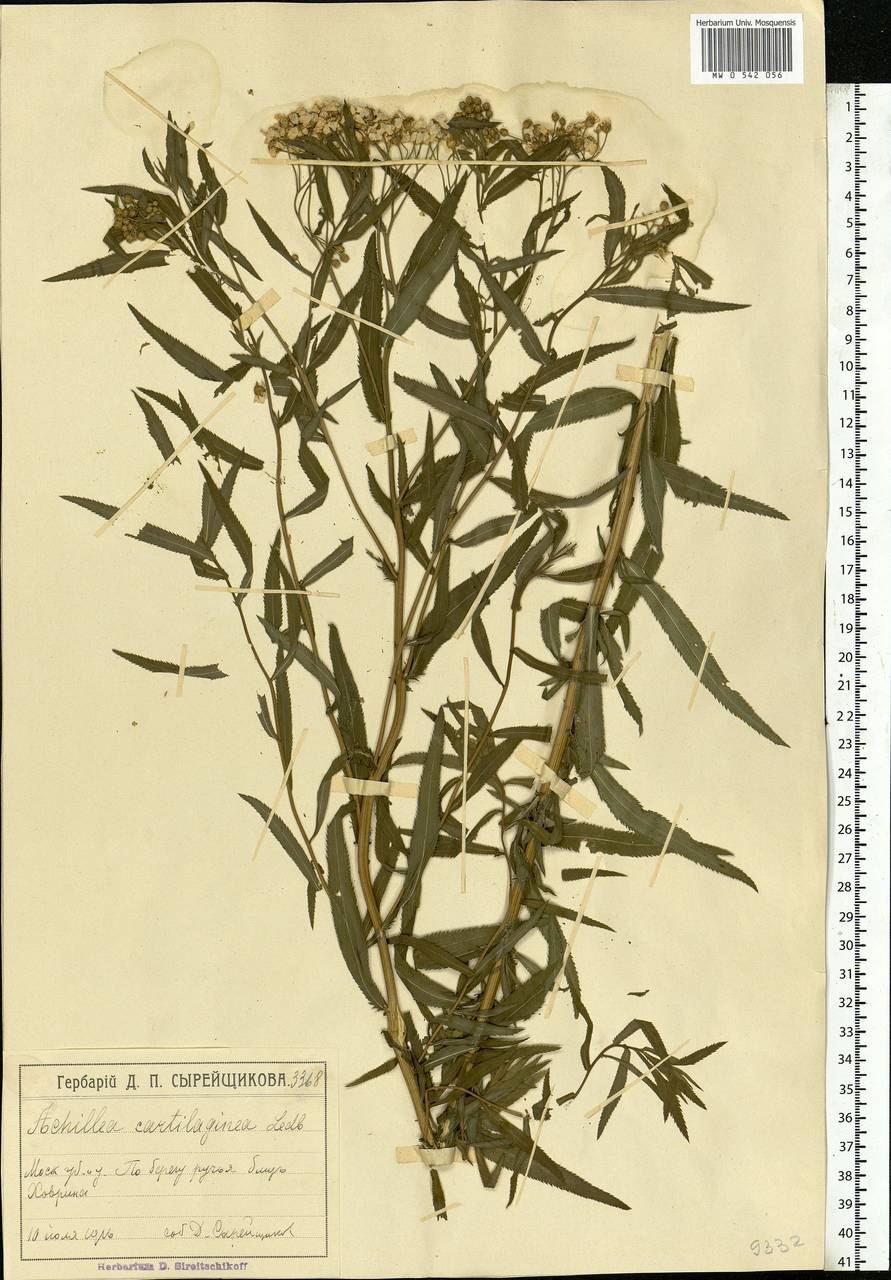 Тысячелистник иволистный