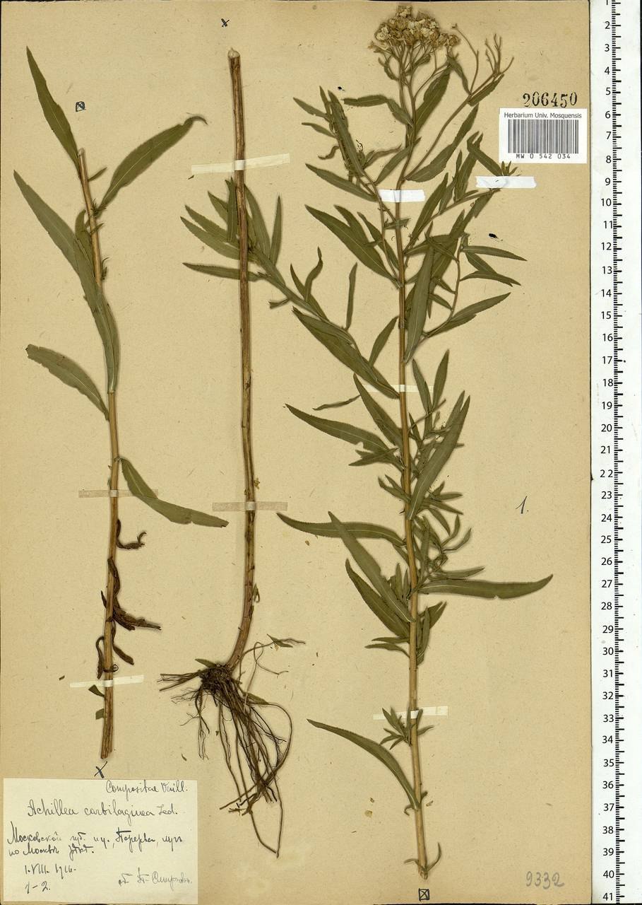 Тысячелистник Лаура