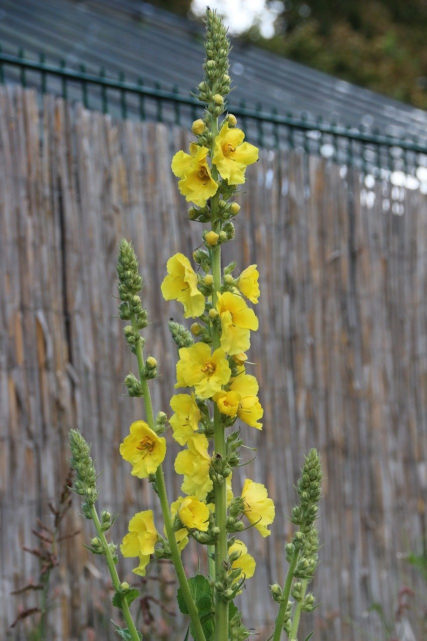 Verbascum nigrum