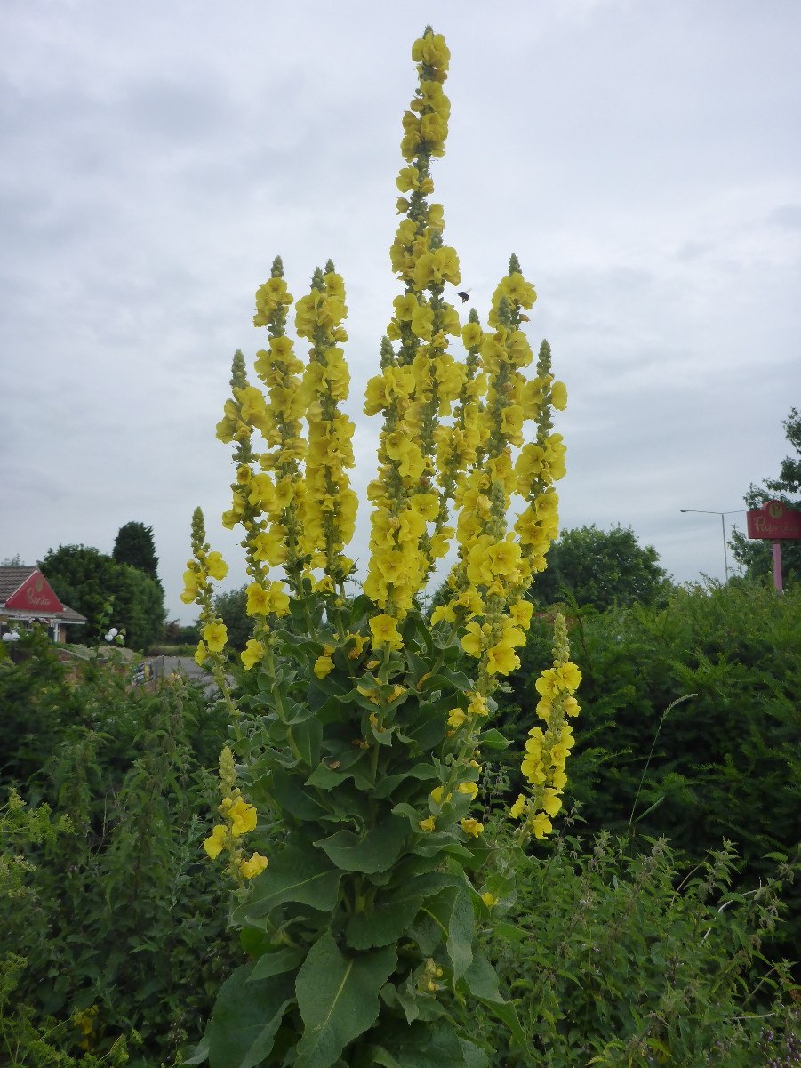Verbascum Thapsus l.