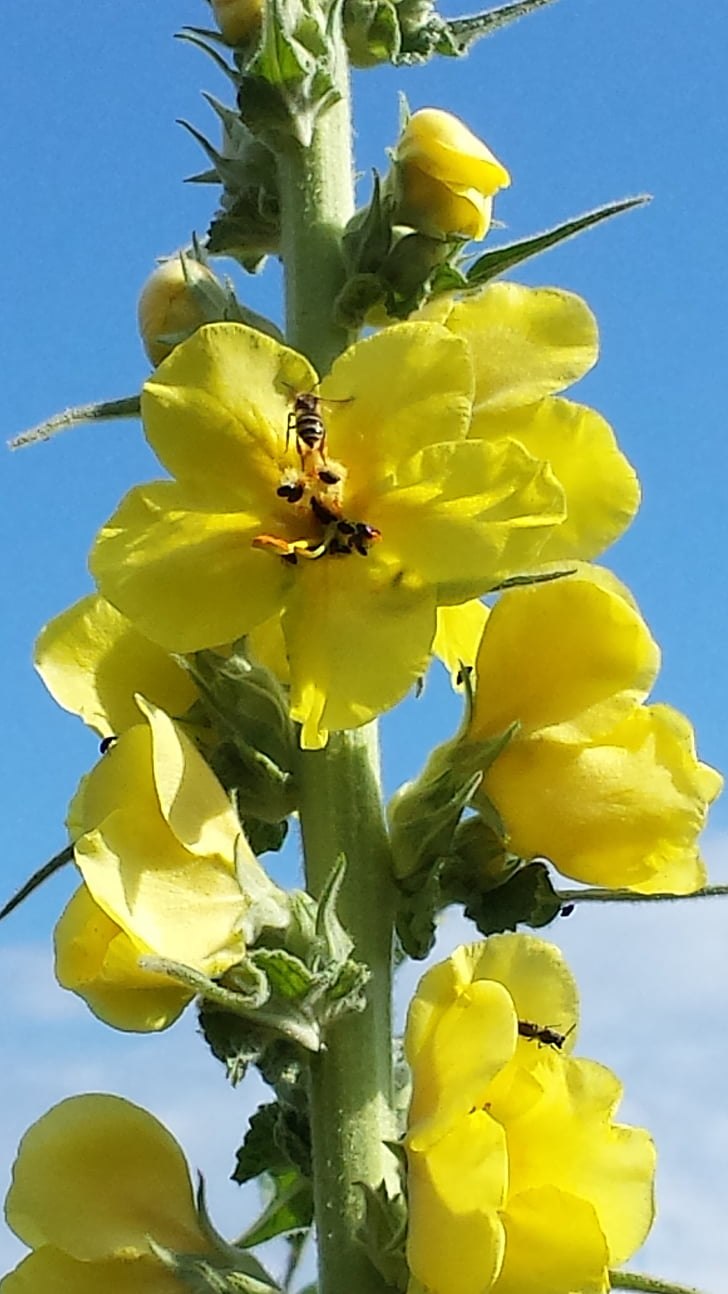 Verbascum nigrum