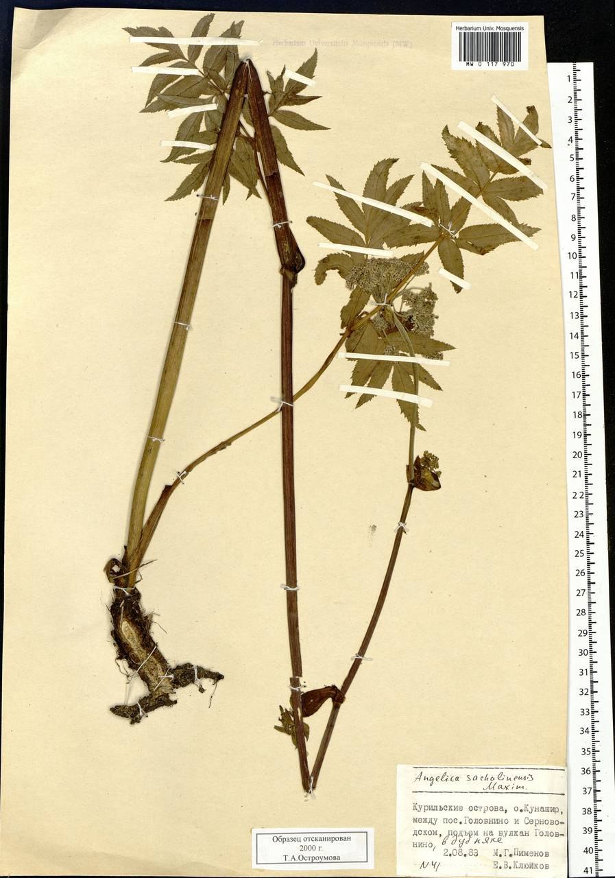 Сахалинская медвежья Дудка