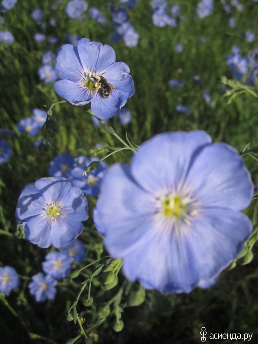 Лен многолетний Блу