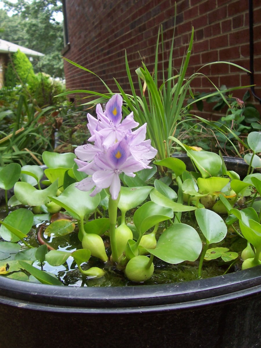Танганьика водяной гиацинт