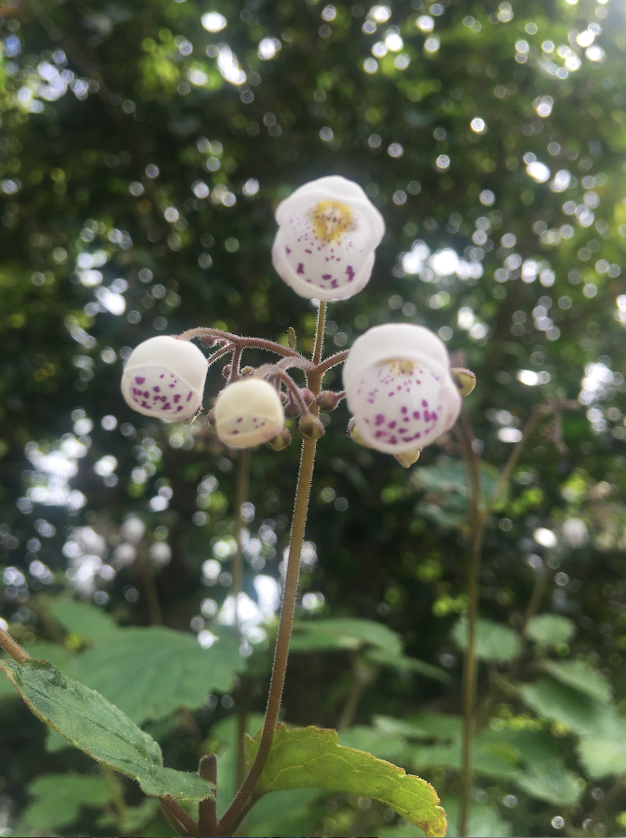 Строка поиска