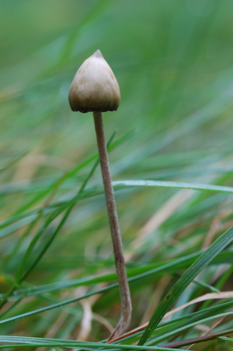 Псилоцибиновые(галлюциногенные) грибы