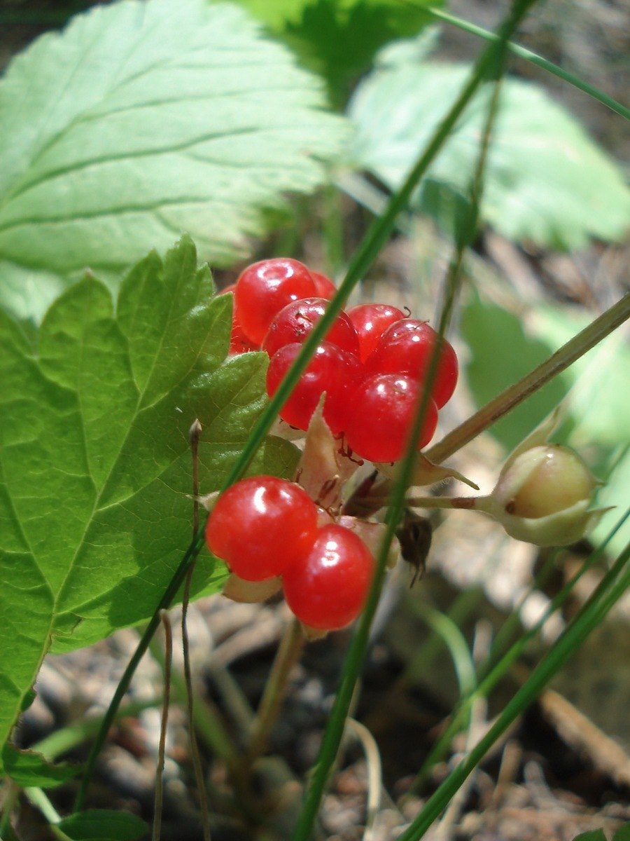 Растения дикоросы