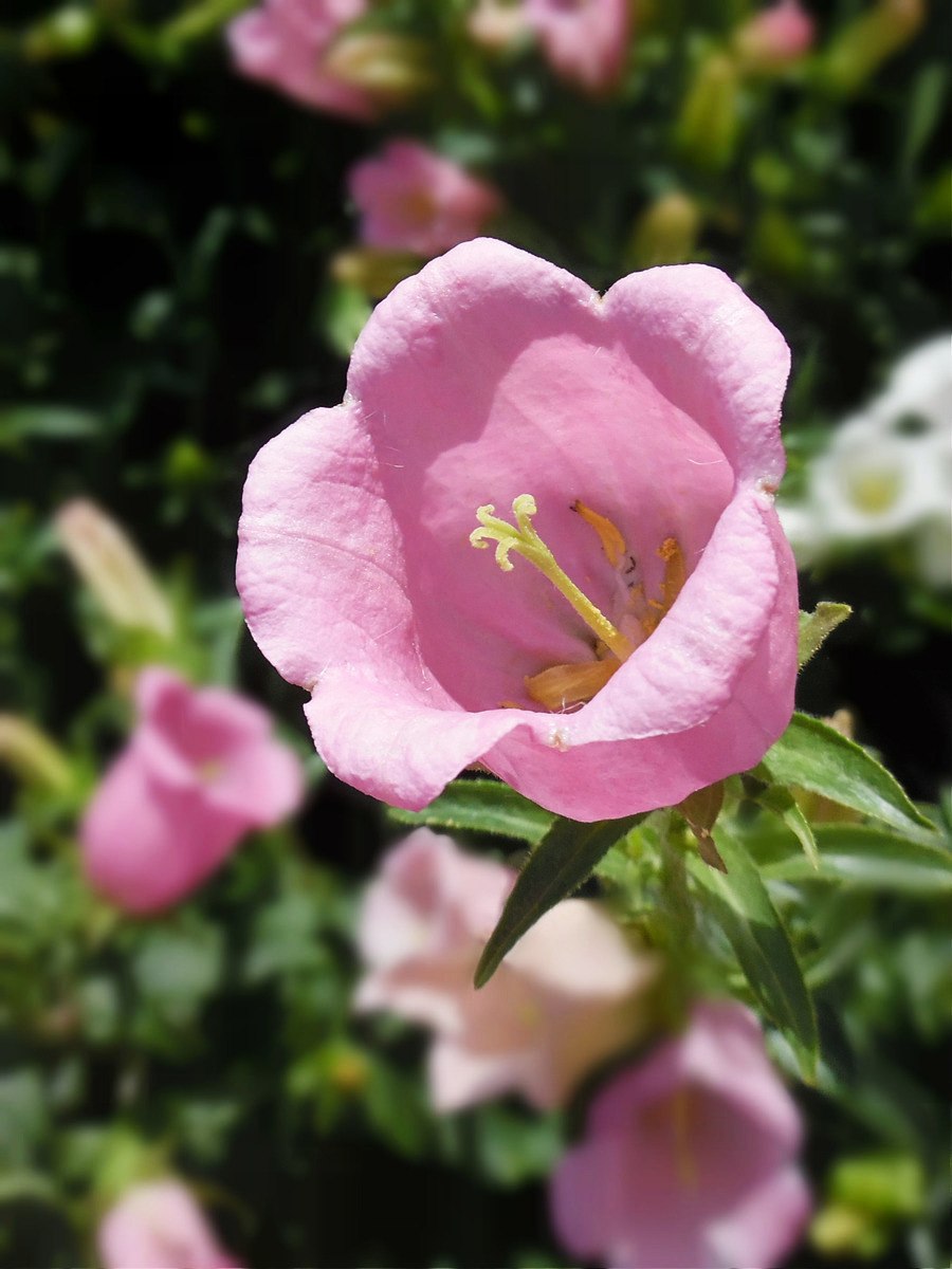 Колокольчик средний