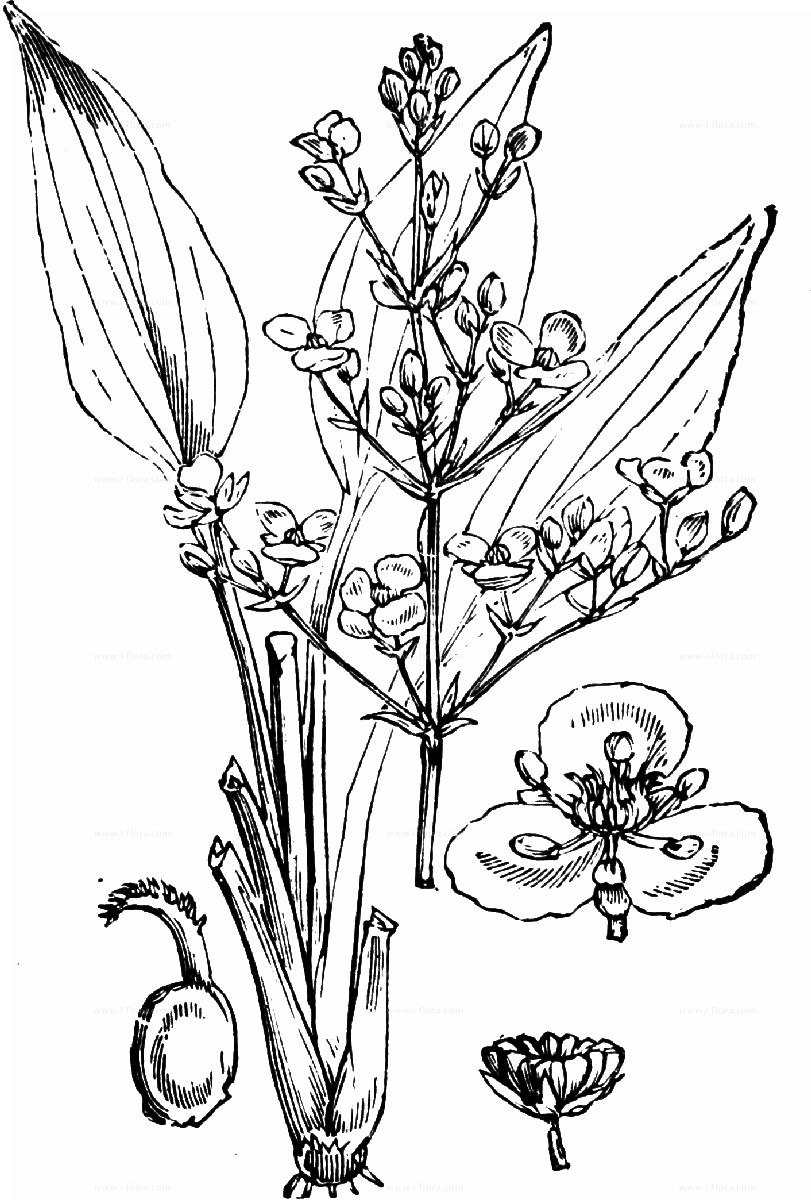 Частуха подорожниковая плоды