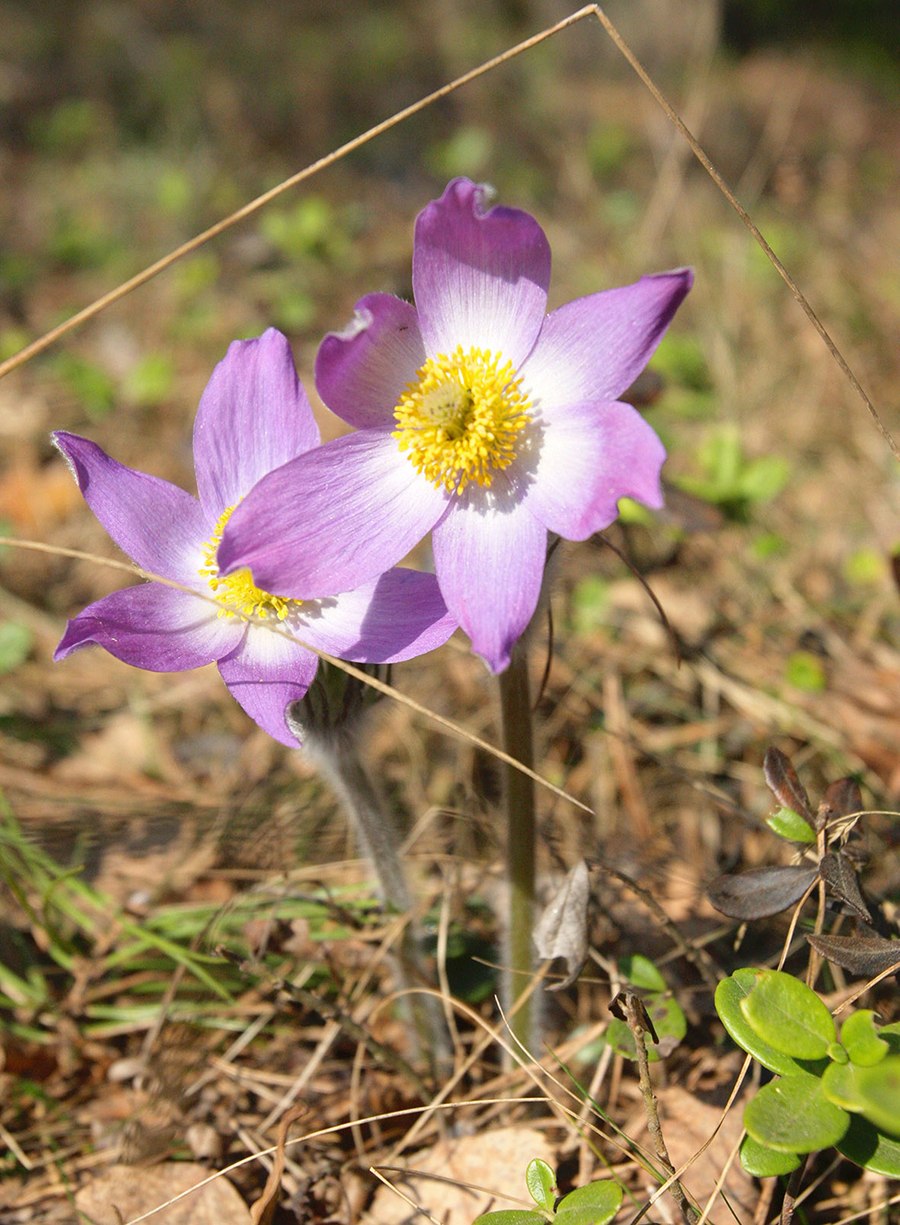 Прострел поникающий