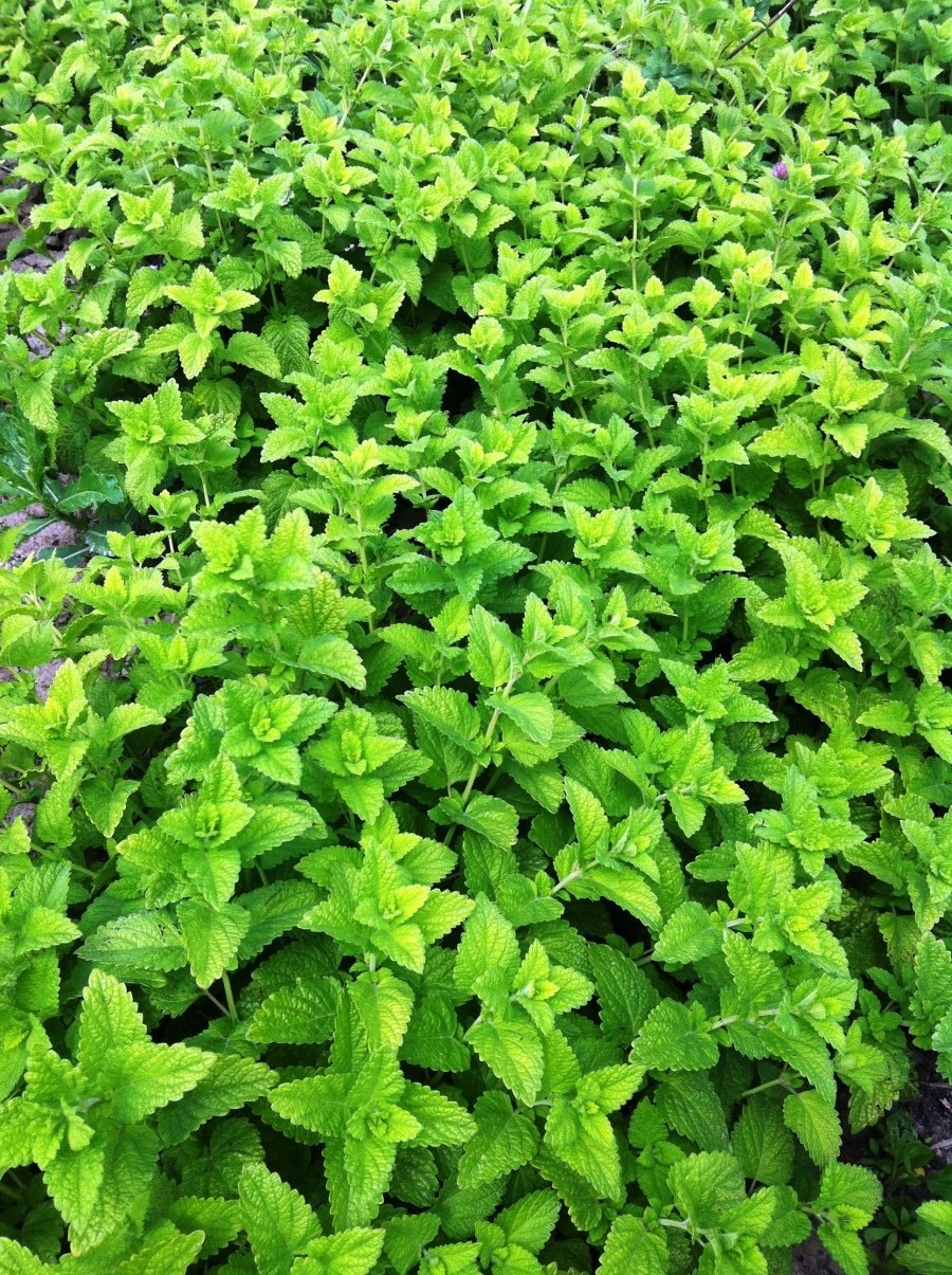 Мелисса оффициналис