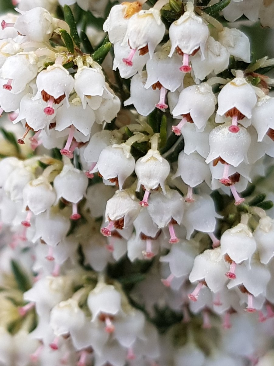 Эрика древовидная Альберт Голд