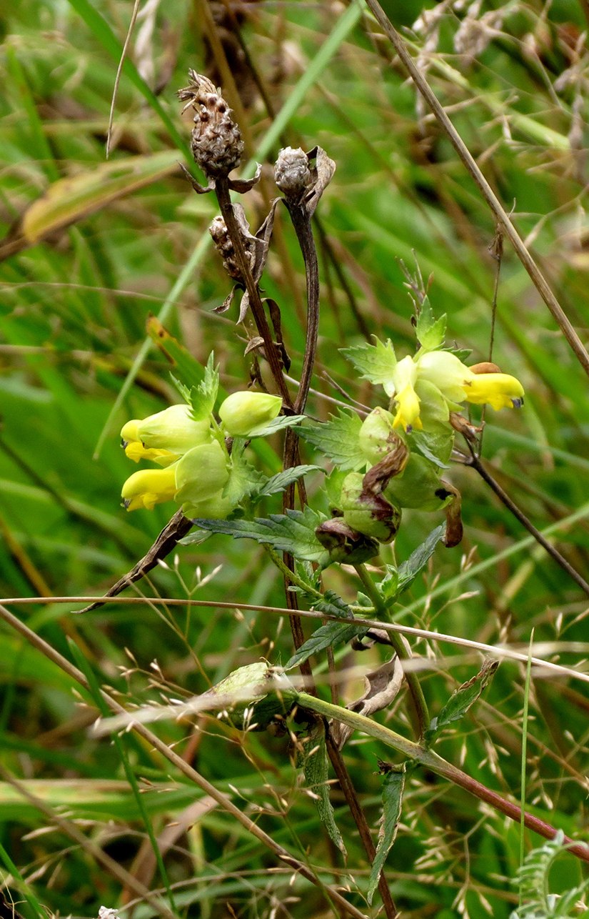 Rhinanthus serotinus