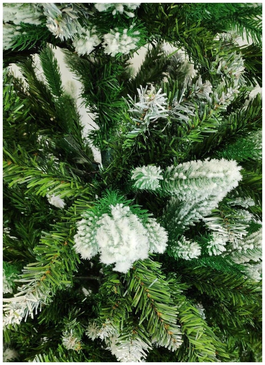 Ель отогнутая