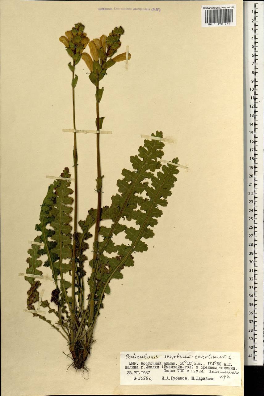 Pedicularis Sceptrum-Carolinum иллюстрация