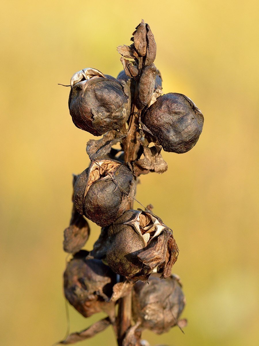 Мытник Вильгельма