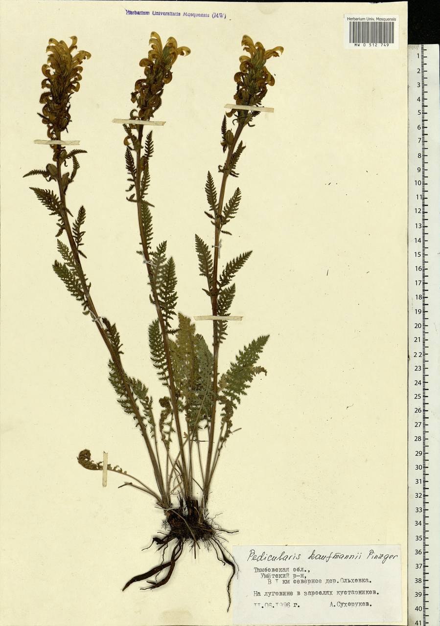 Verbascum phlomoides- коровяк лекарственный