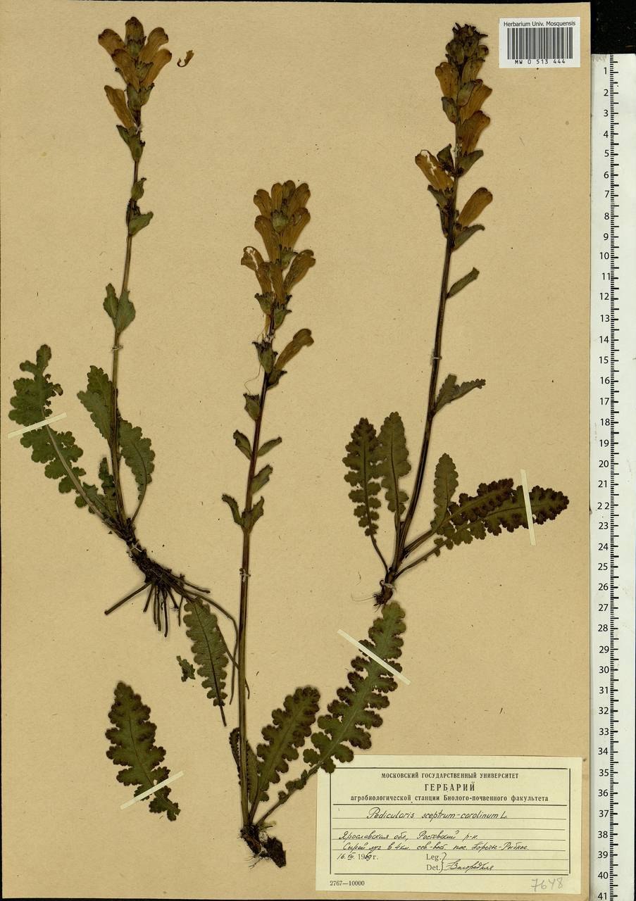 Мытник Карлов скипетр