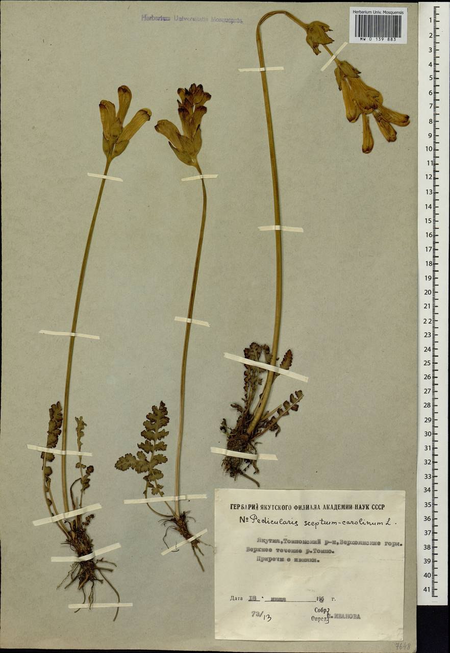 Мытник царский скипетр