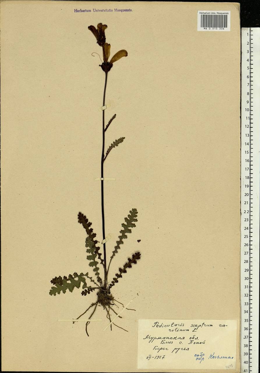 Стриги растение