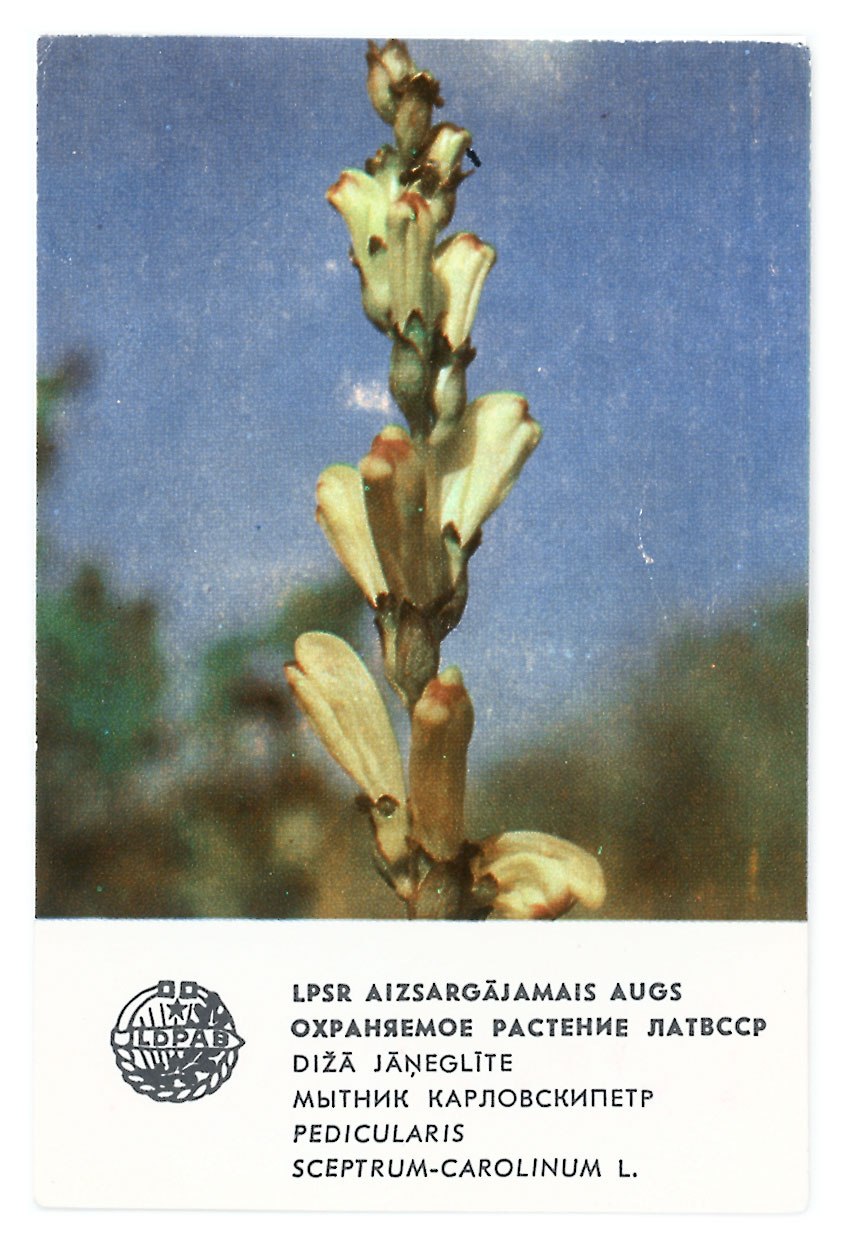 Трава Мытник