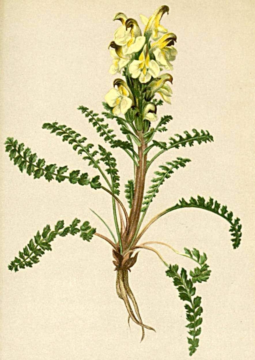 Мытник Кауфмана