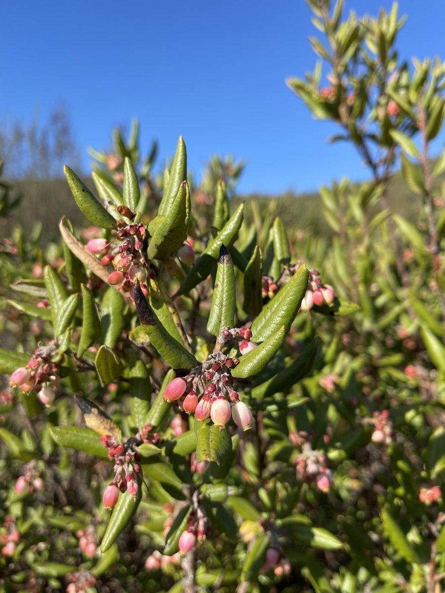 Чапараль растение пустыня