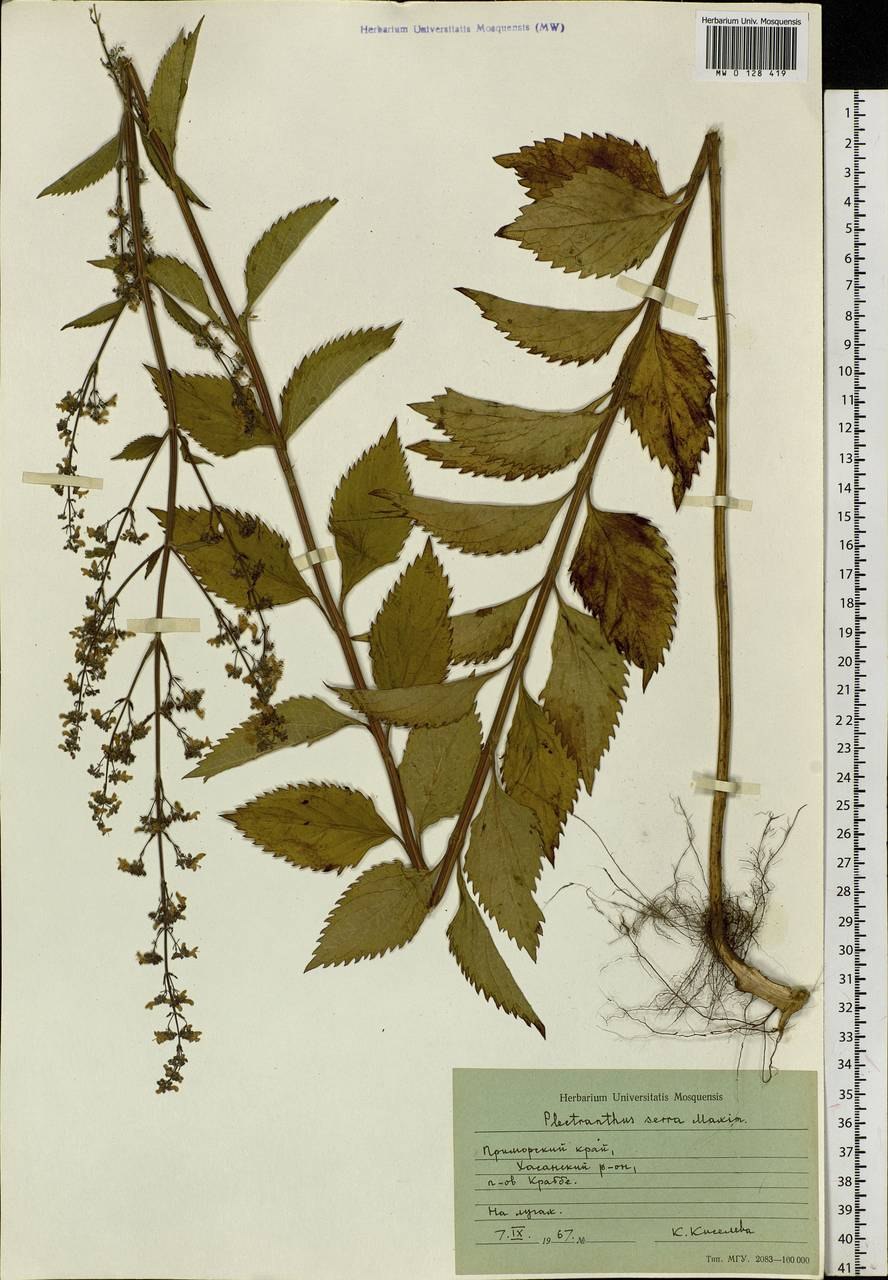 Прутьевик японский