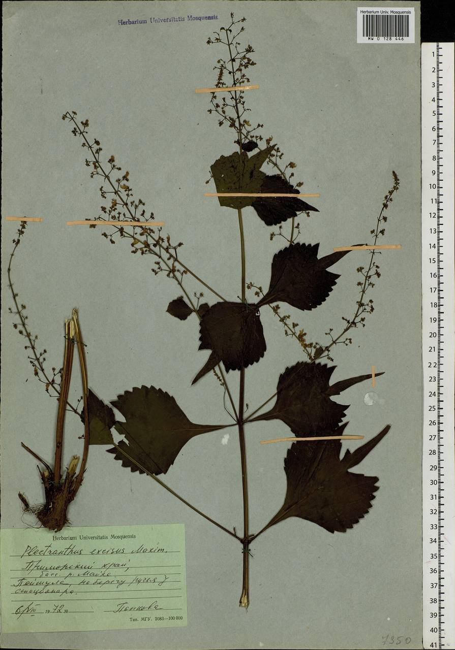 Прутьевик вырезной