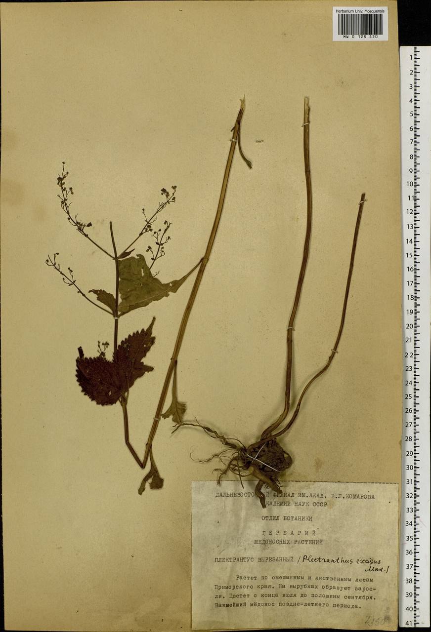 Прутьевик японский