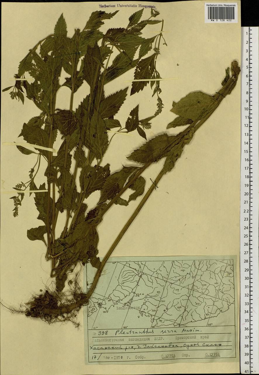 Прутьевик вырезной