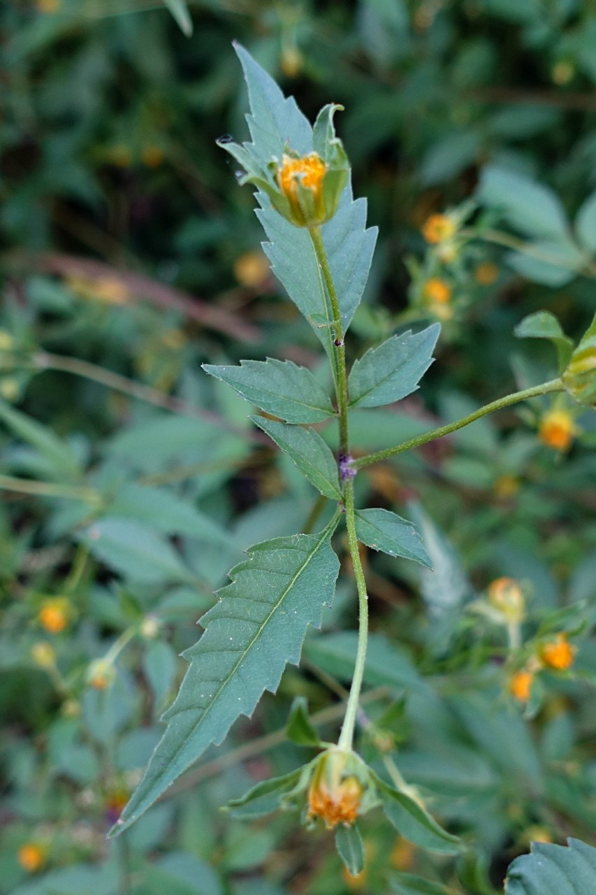Bidens frondosa
