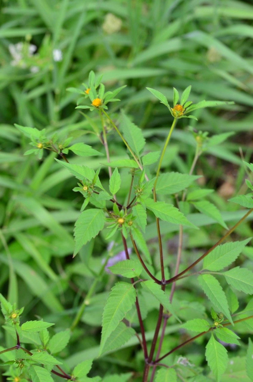 Череда трехраздельная (Bidens tripartita)