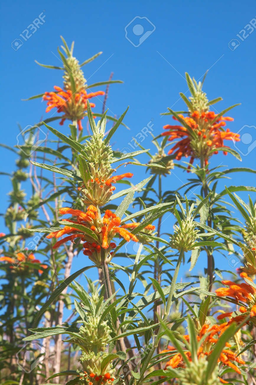 Леонотис котовниколистный