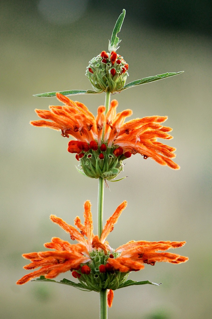 Кабеля цветок фото