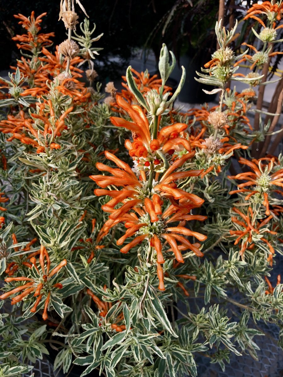 Леонотис пустырниковый