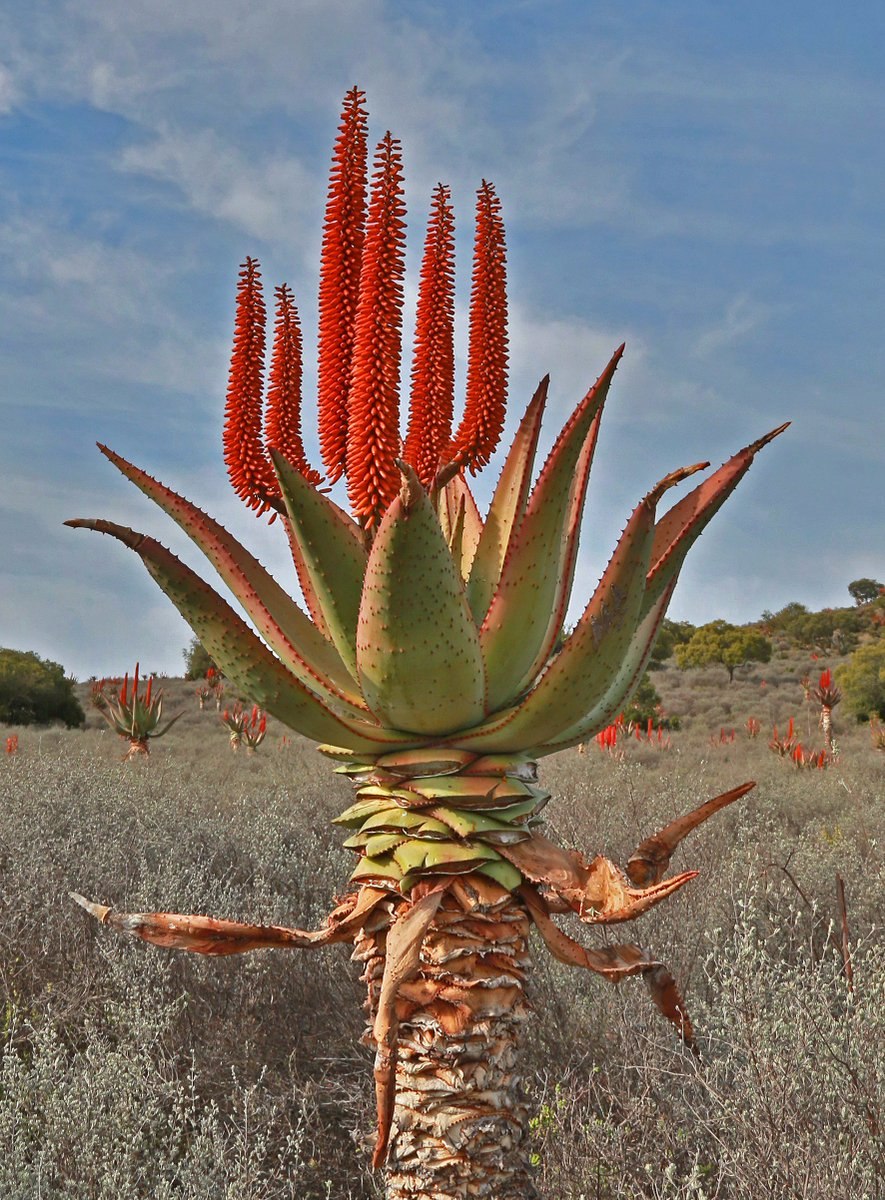 Растения Африки алоэ Вера