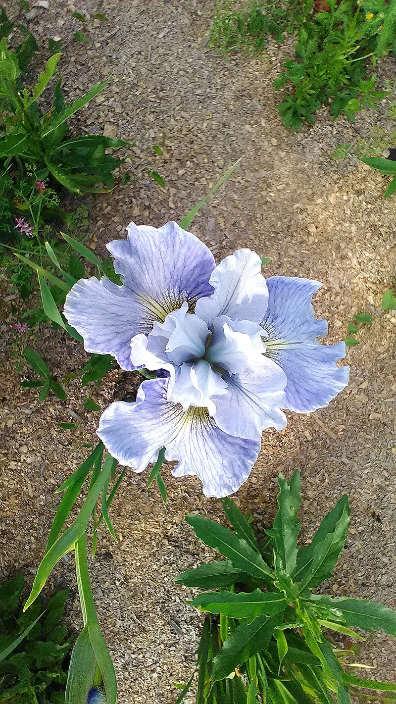 Никитский Ботанический сад растения деревья