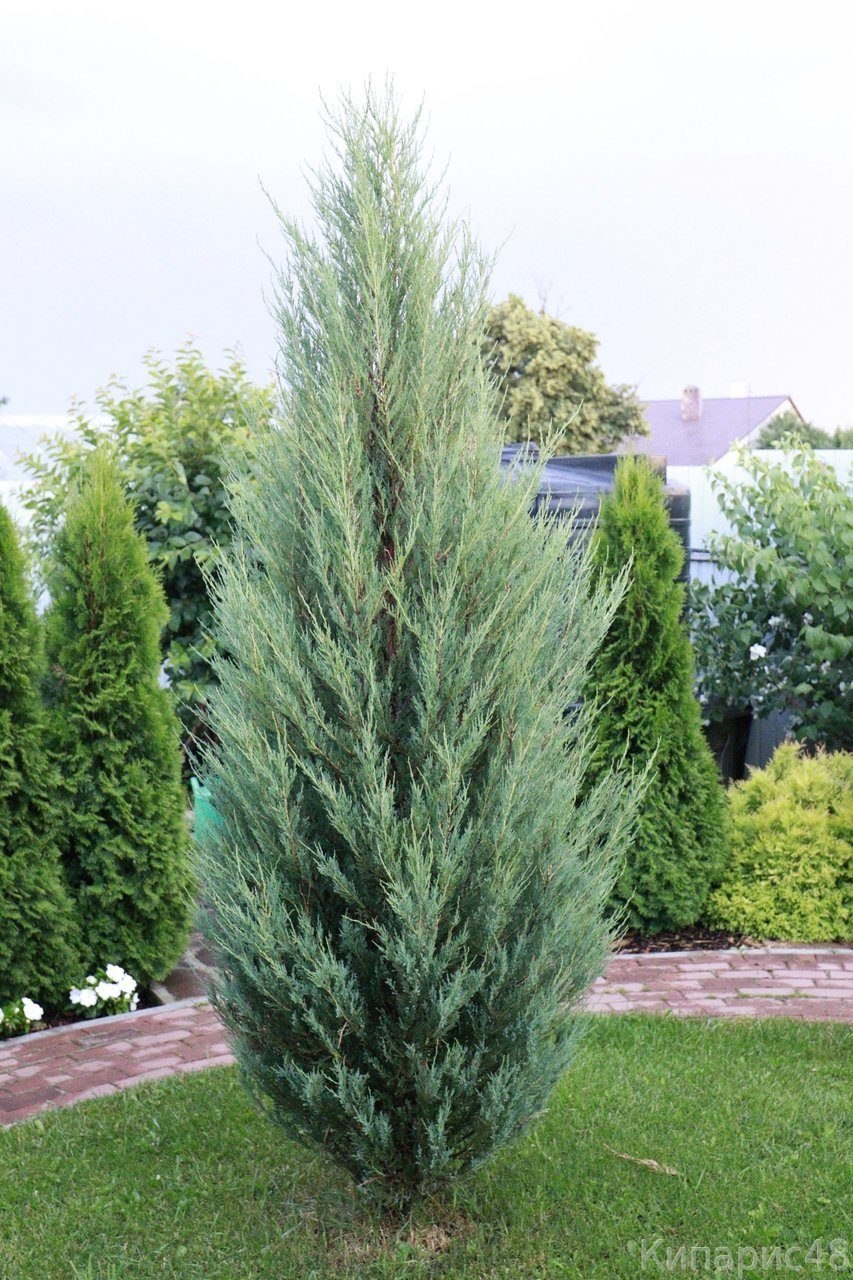 Можжевельник виргинский Скайрокет