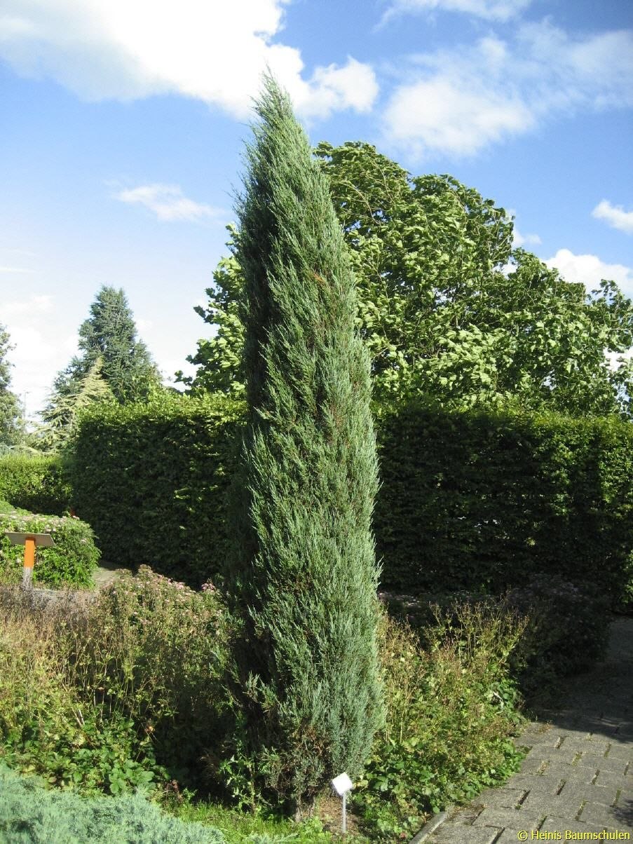 Можевельник скальный влю АРОУ