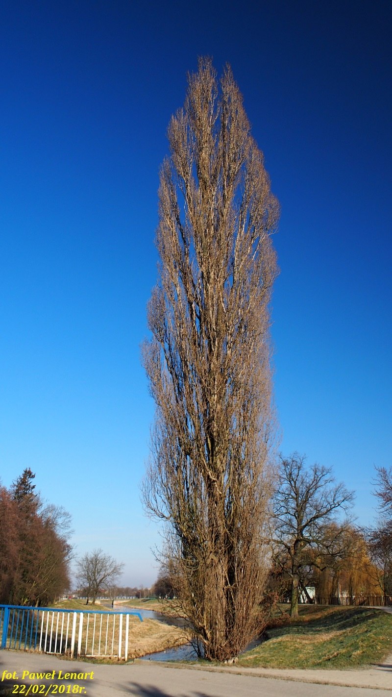 Тополь крупнозубчатый (Populus grandidentata)