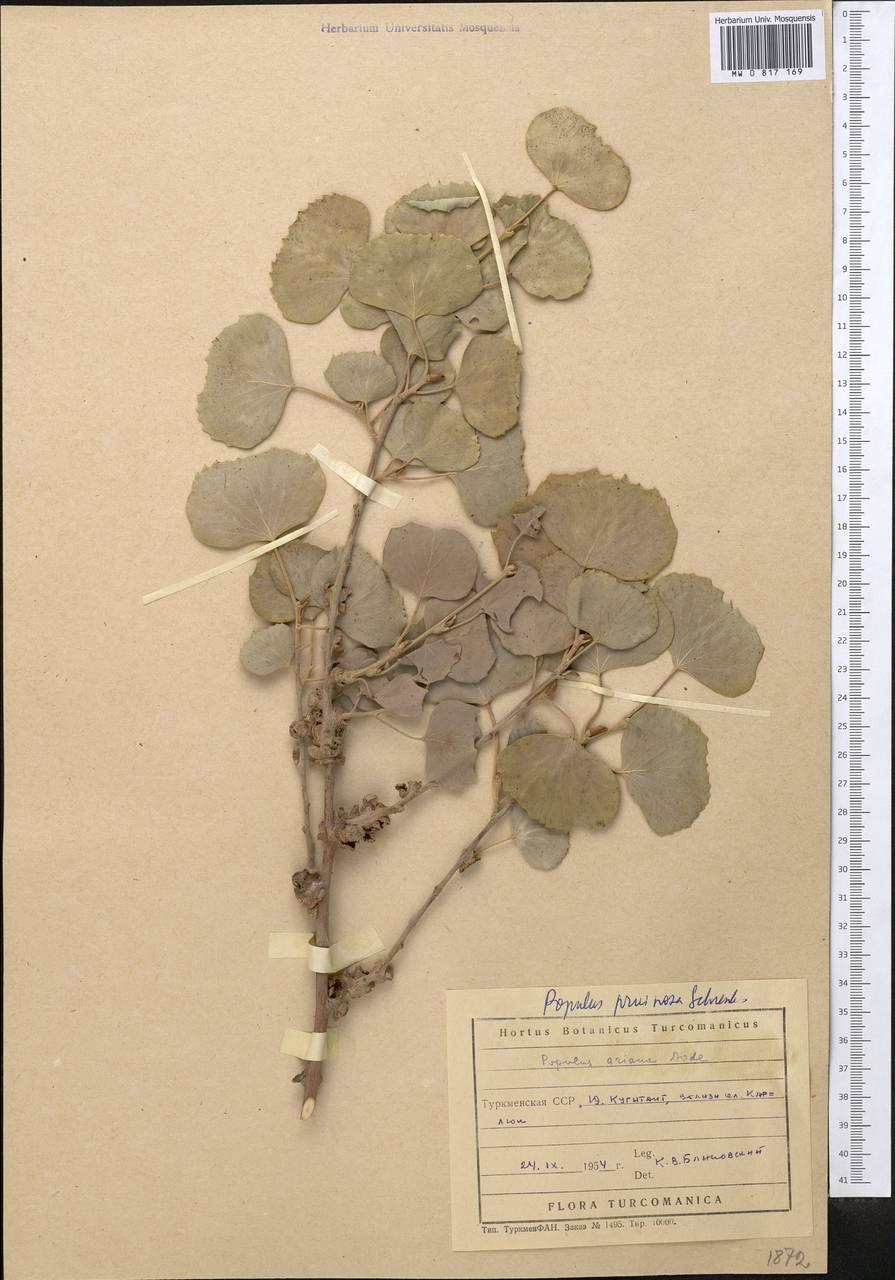 Тополь Populus Alba ствол