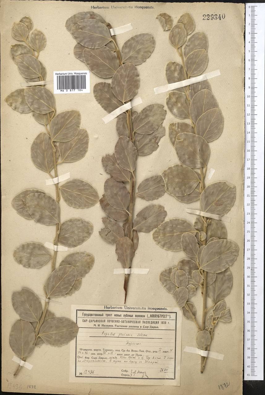 Тополь сизолистный