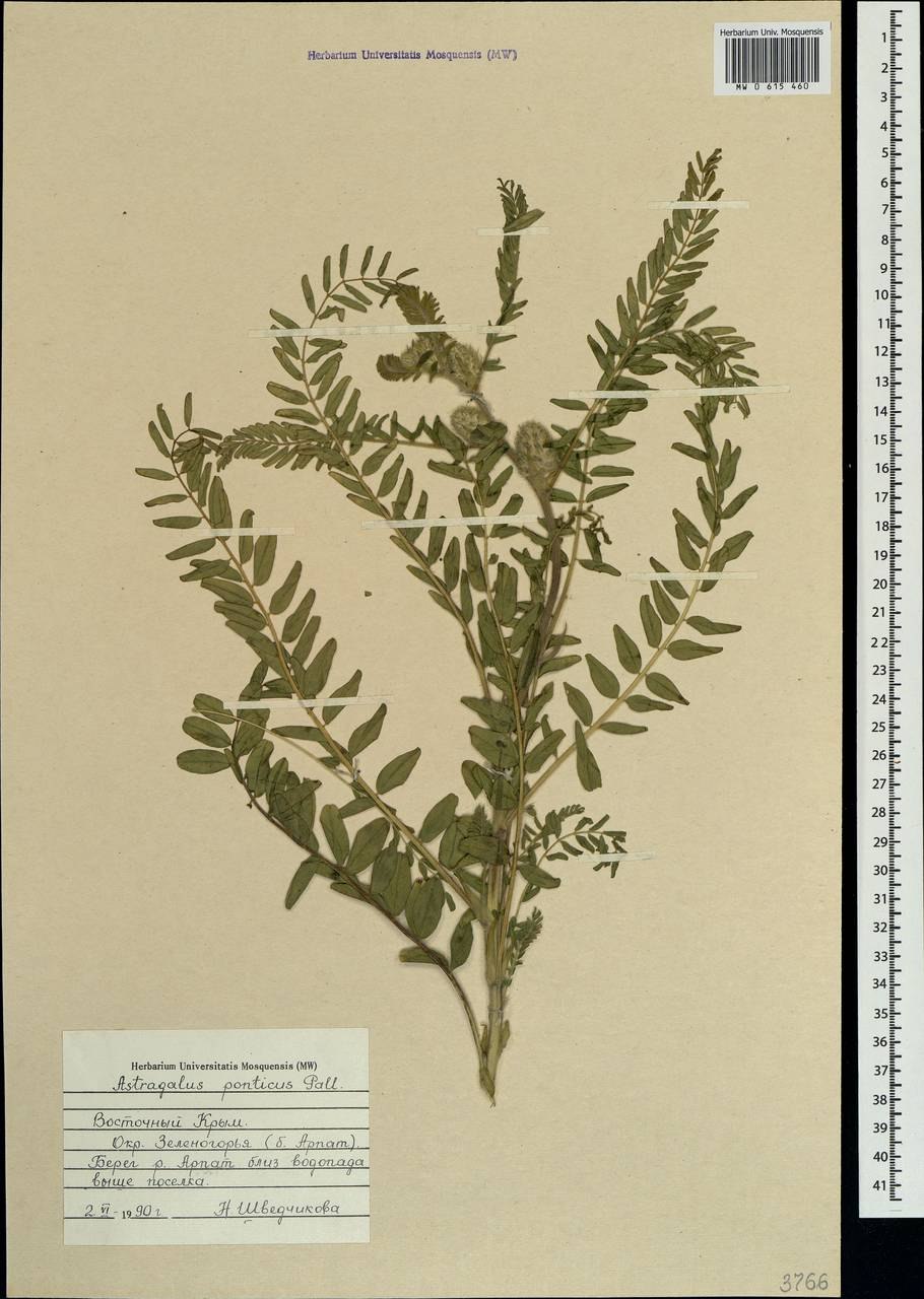 Астрагал шерстистый